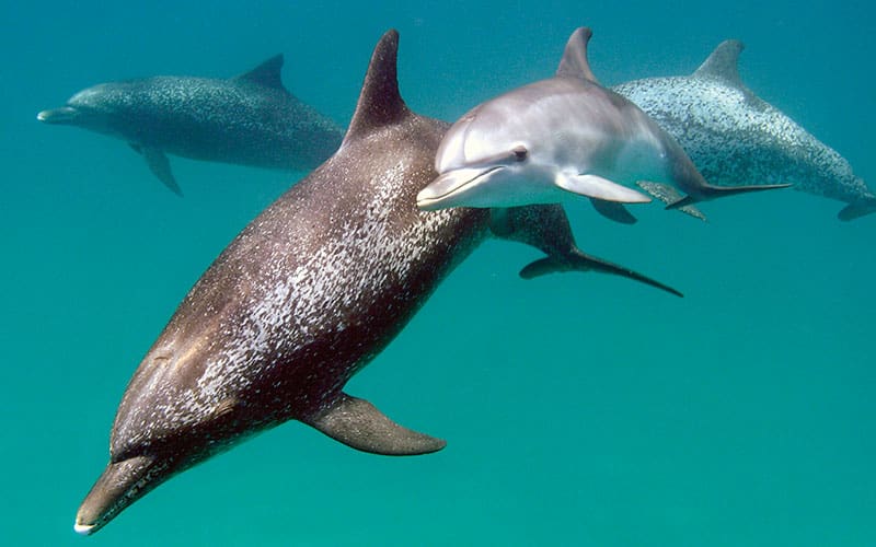 spotted dolphins