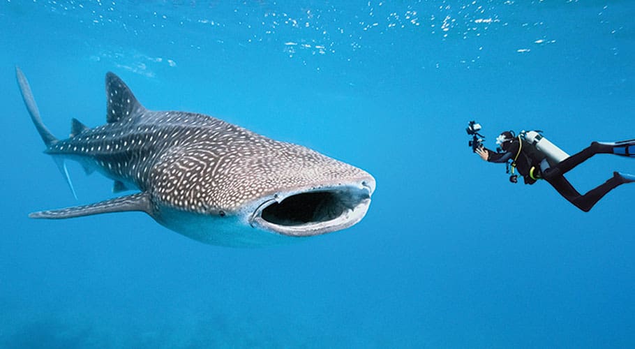 whale shark