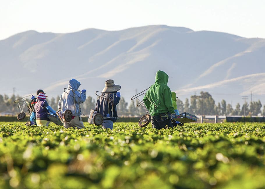 workers picking strawberries
