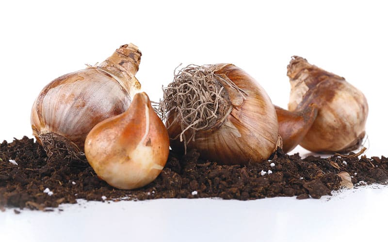 bulbs