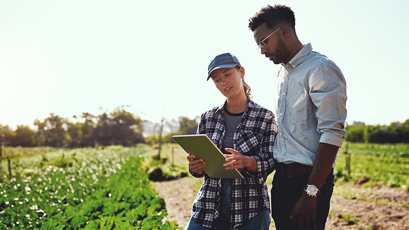 Man and woman with tablet in an agricultural field discussing green crops