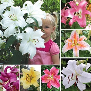 Horticana: Giant Fragrant Lilies. 
