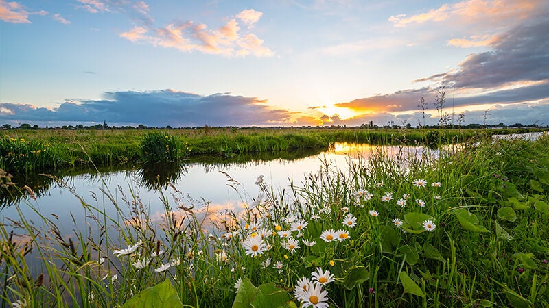 River running through green field with flowers in the foreground - healthy climate