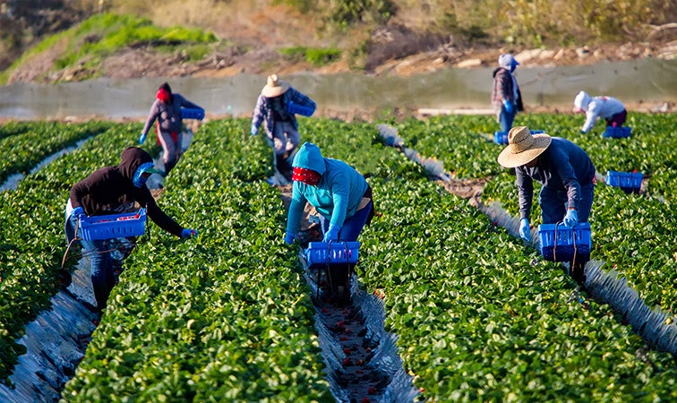 A group of farm pickers working a field