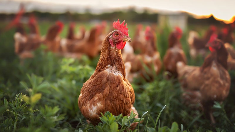 Brown rooster in green farm field with other chickens - free range animal welfare concept