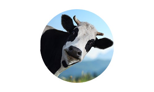 Cow black and white looking at camera and licking its nose