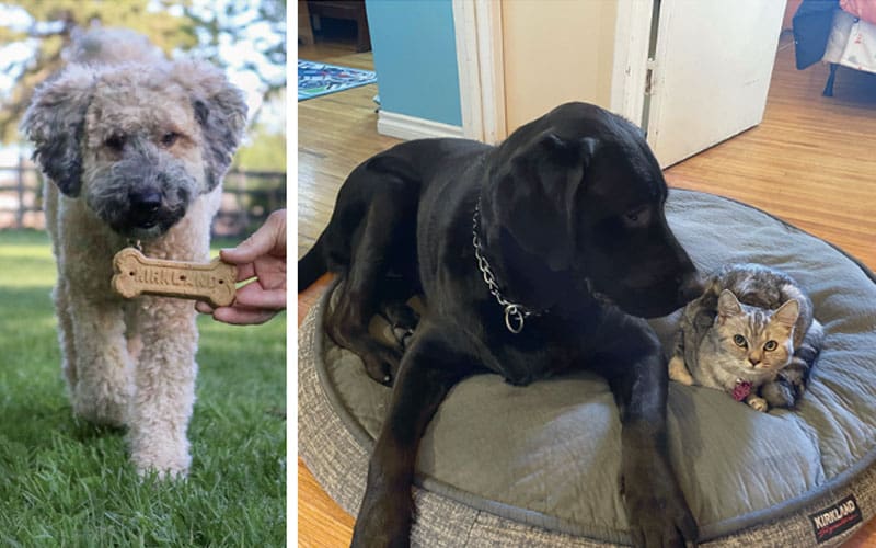 Thea the dog sniffs some biscuits; PANCHO the dog + SMUDGE the cat share a dog bed