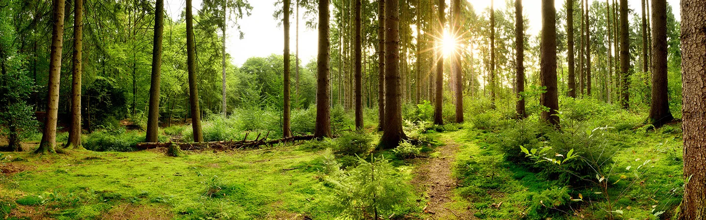 Forest of green trees and grass showing healthy biodiversity