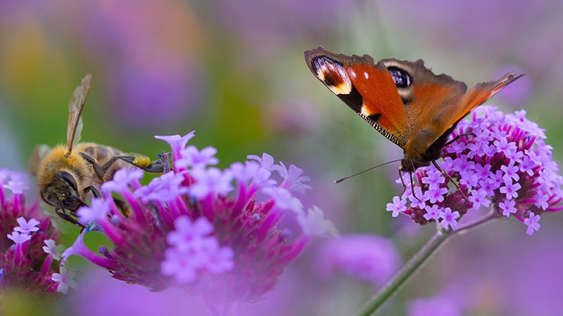A butterfly and a bee on purple flowers