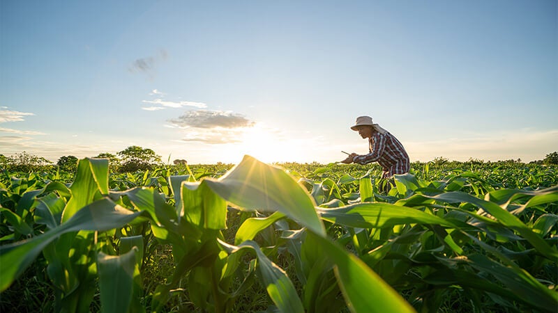 Farmer in hat leaning over corn field taking notes on tablet as sun goes down behind him