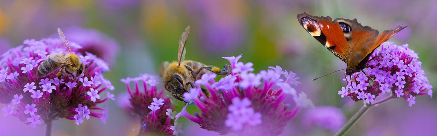 A butterfly and a bee on purple flowers
