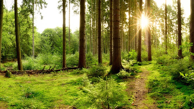 Forest of green trees and grass showing healthy biodiversity