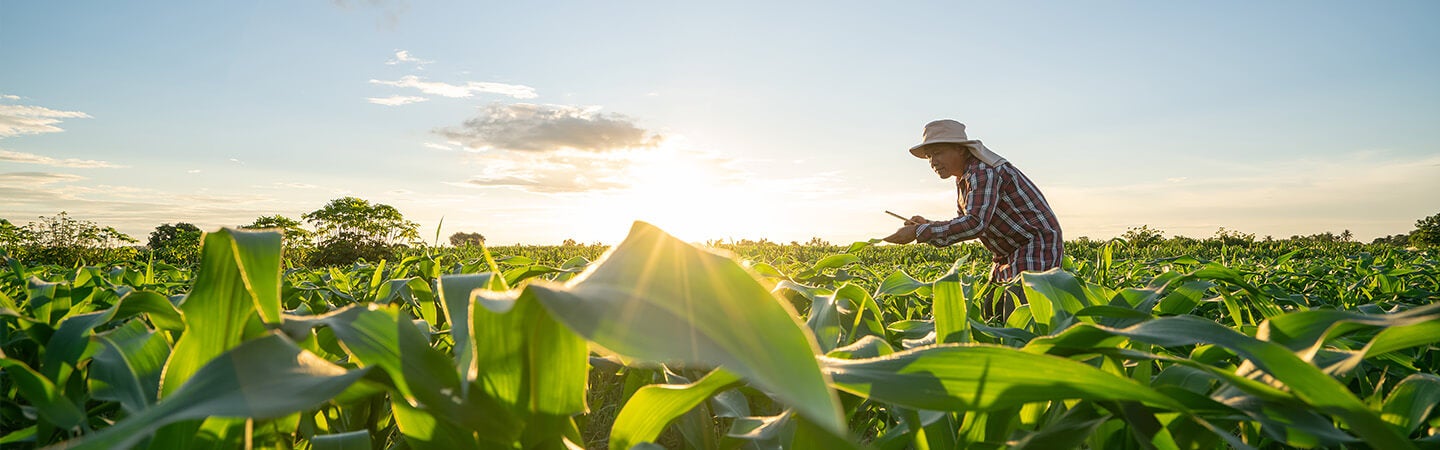 Farmer in hat leaning over corn field taking notes on tablet as sun goes down behind him