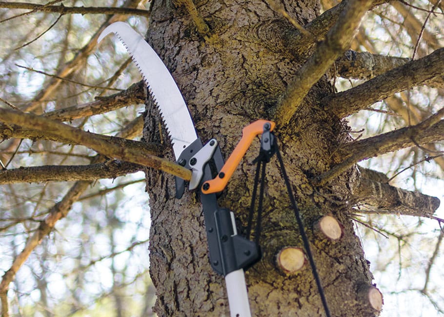 saw in a tree