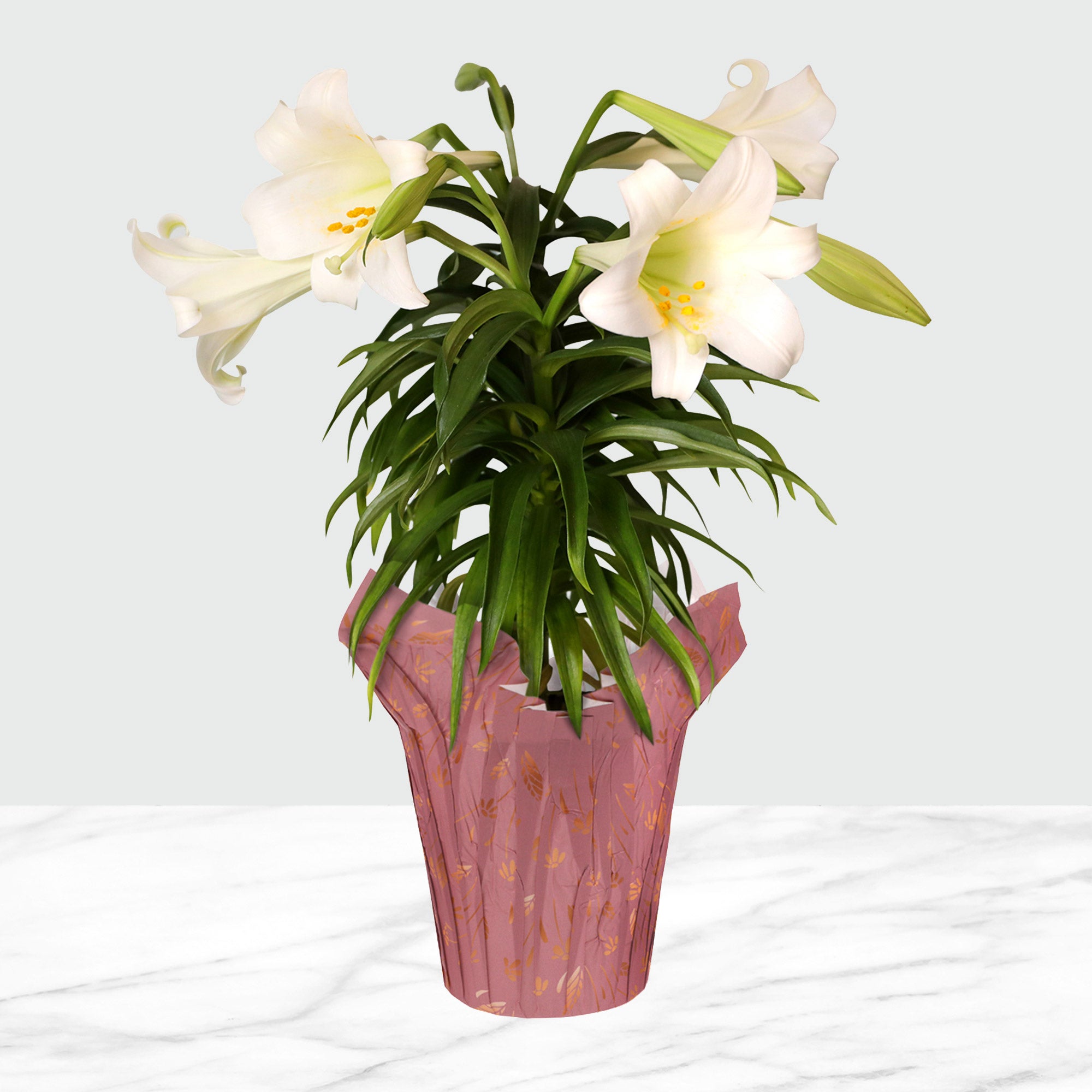 Lily様オーダー 6” Live Decorative Easter Lily in Briony Pot Cover – Spring Gift