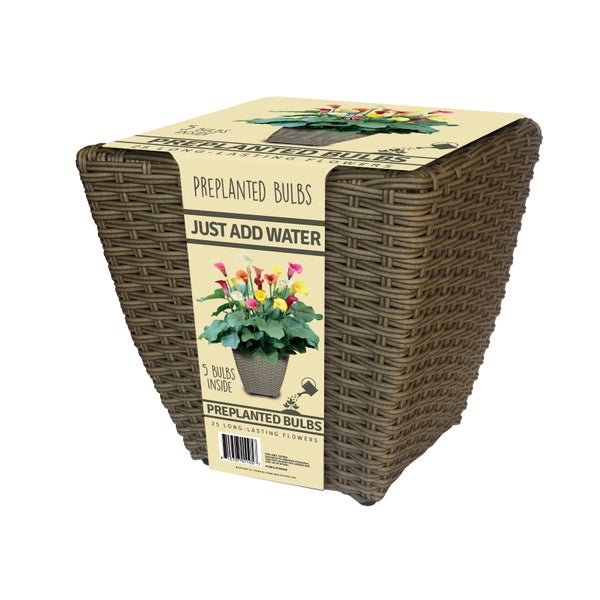 Complete Bulb Kit - Calla Lily | Costco Complete Bulb Kit - Calla Lily | Costco