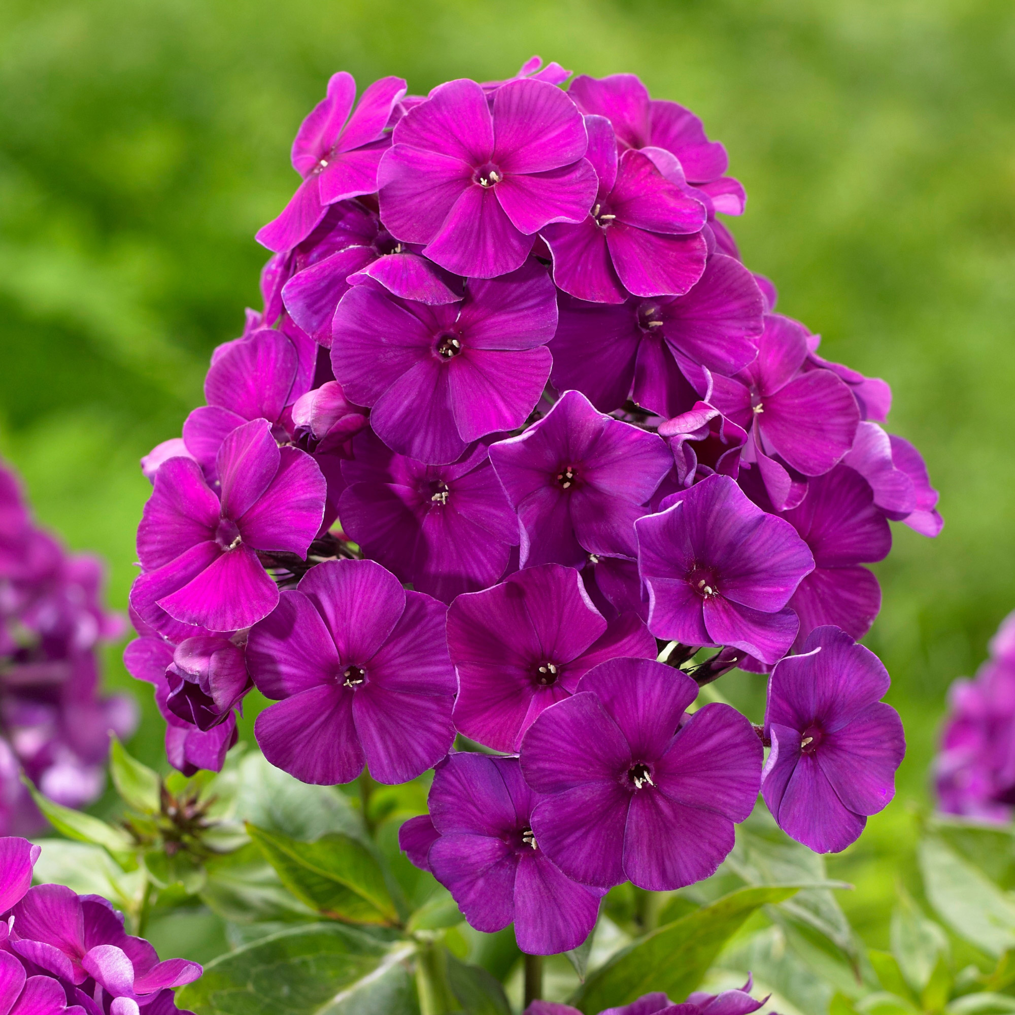 Enlarge Product Preview 34