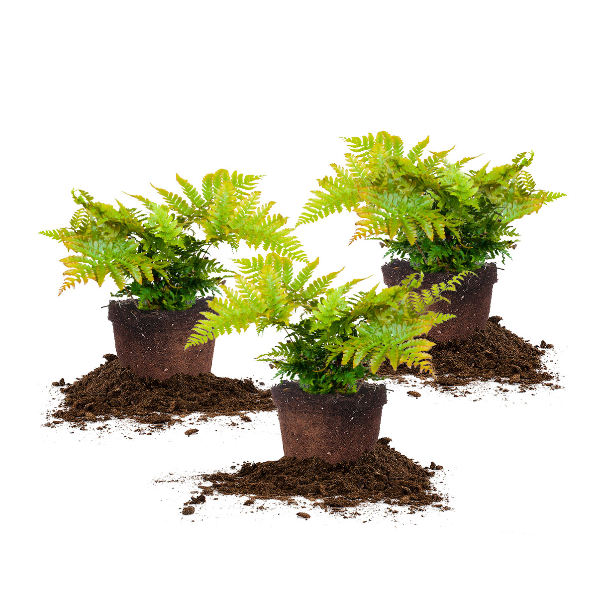 Enlarge Product Preview 2