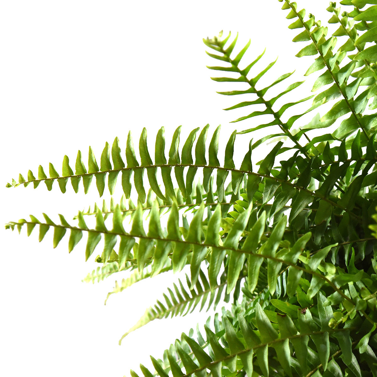 Enlarge Product Preview 6