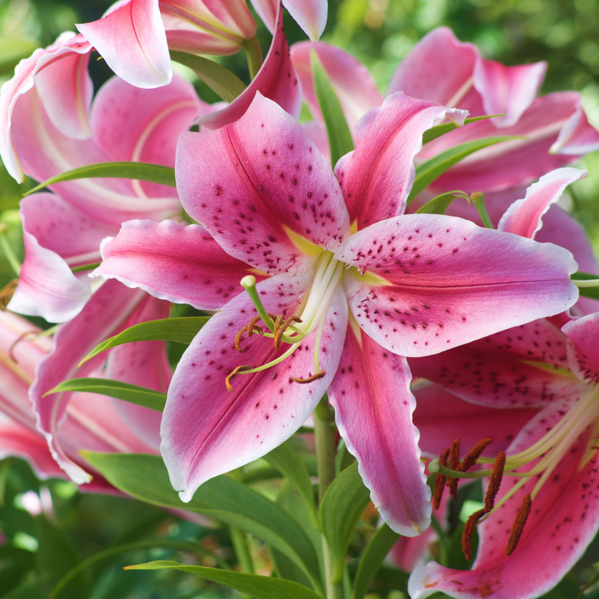 Enlarge Product Preview 3