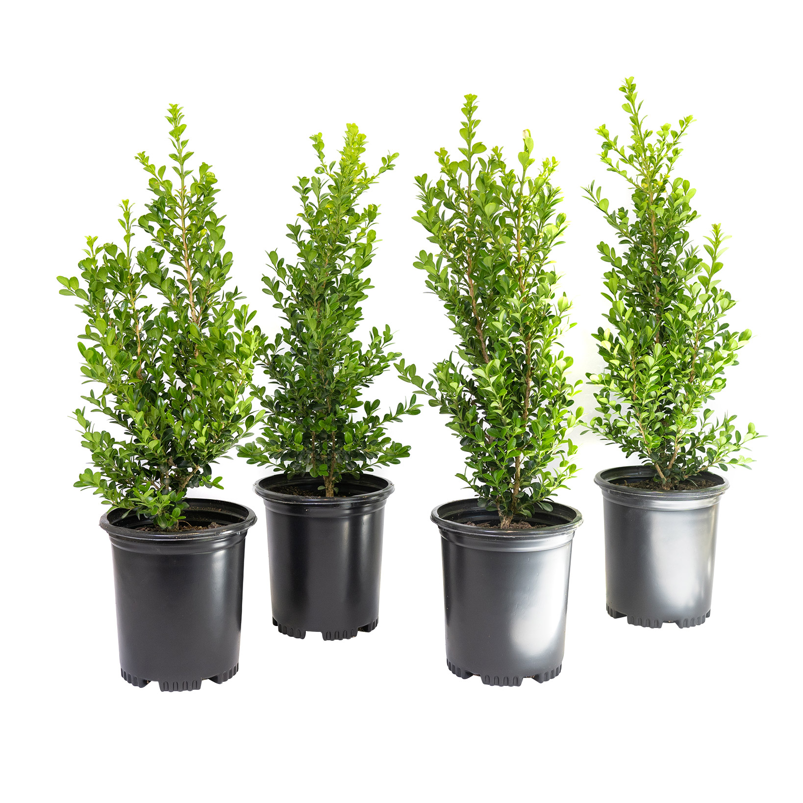 Enlarge Product Preview 2