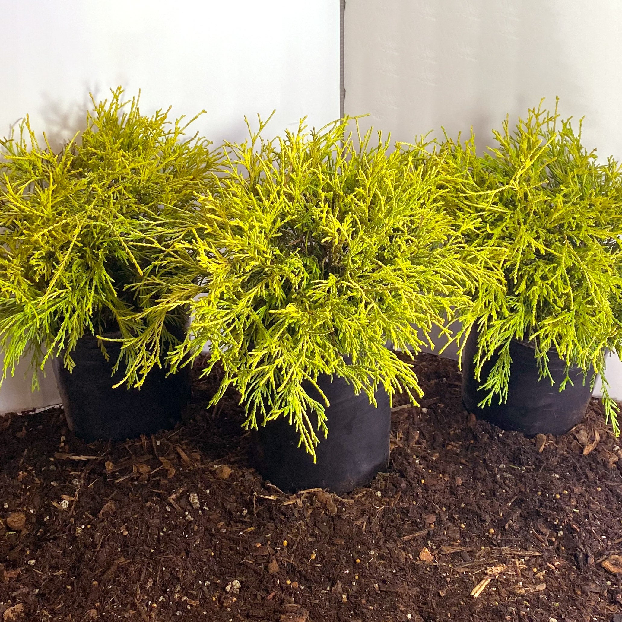 King's Gold False Cypress, 3-pack | Costco