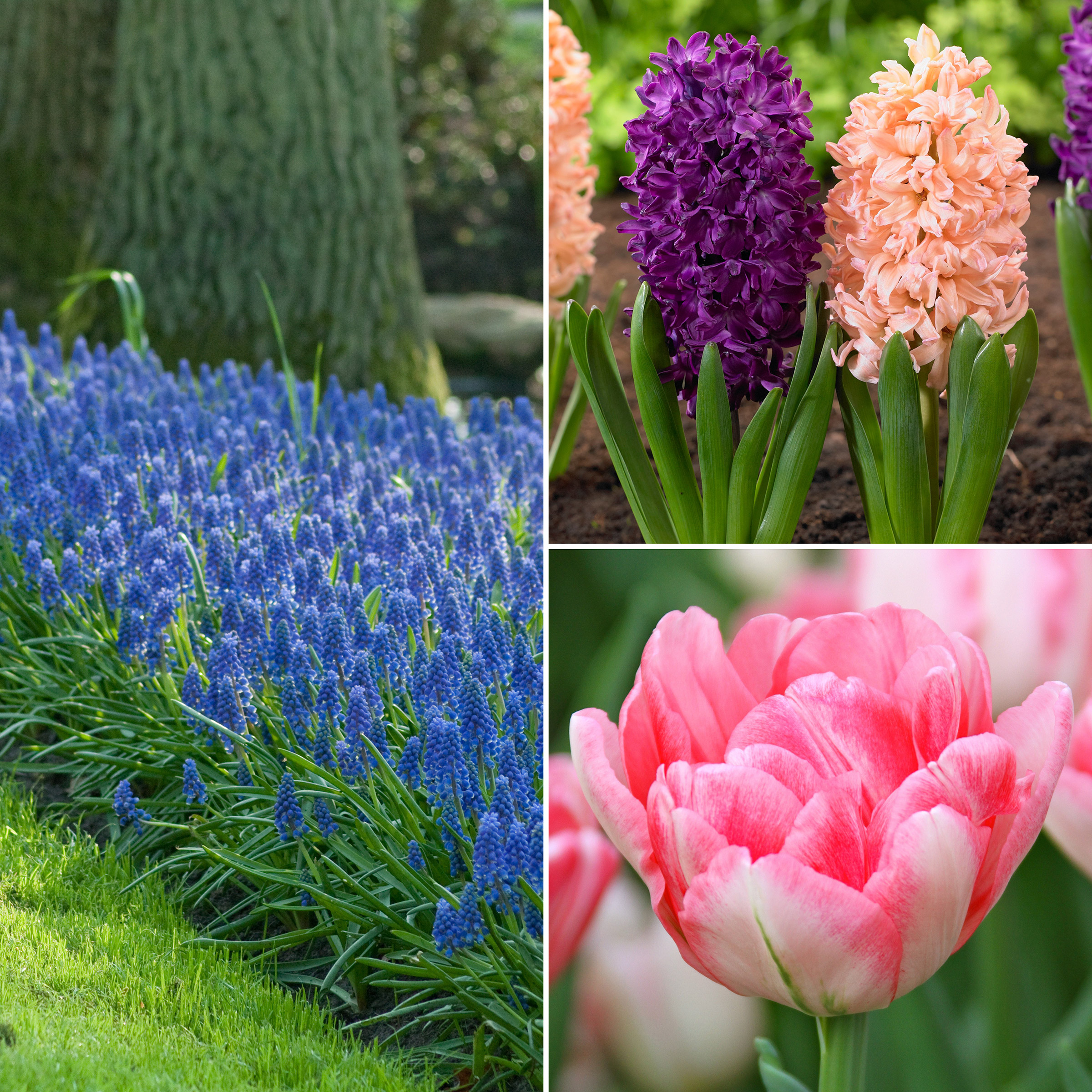 Enlarge Product Preview 3