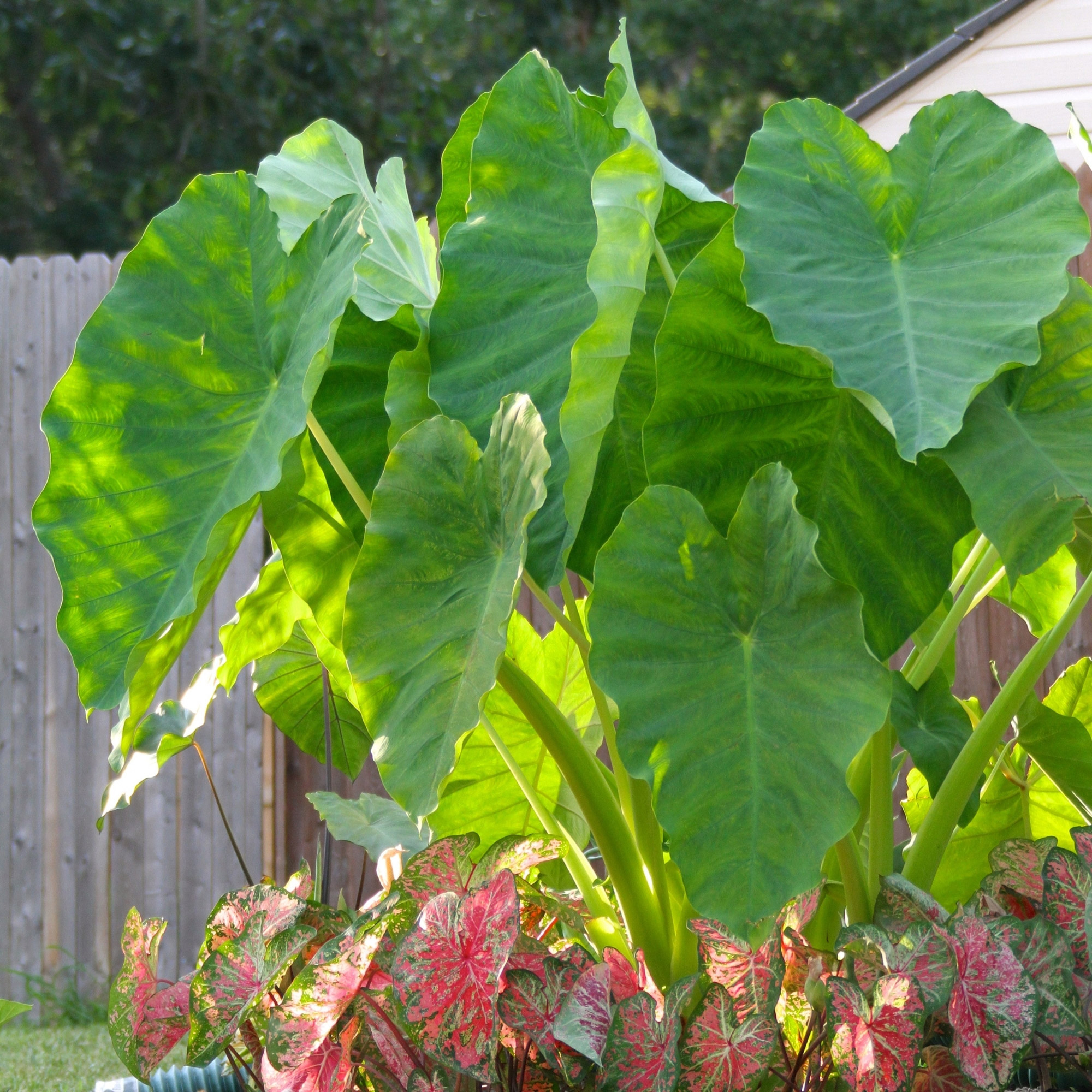 Longfield Gardens Elephant Ear Collections
