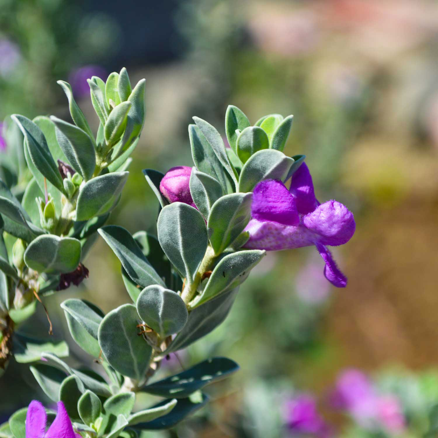 Enlarge Product Preview 3 Successfully Enriched by automation Job.