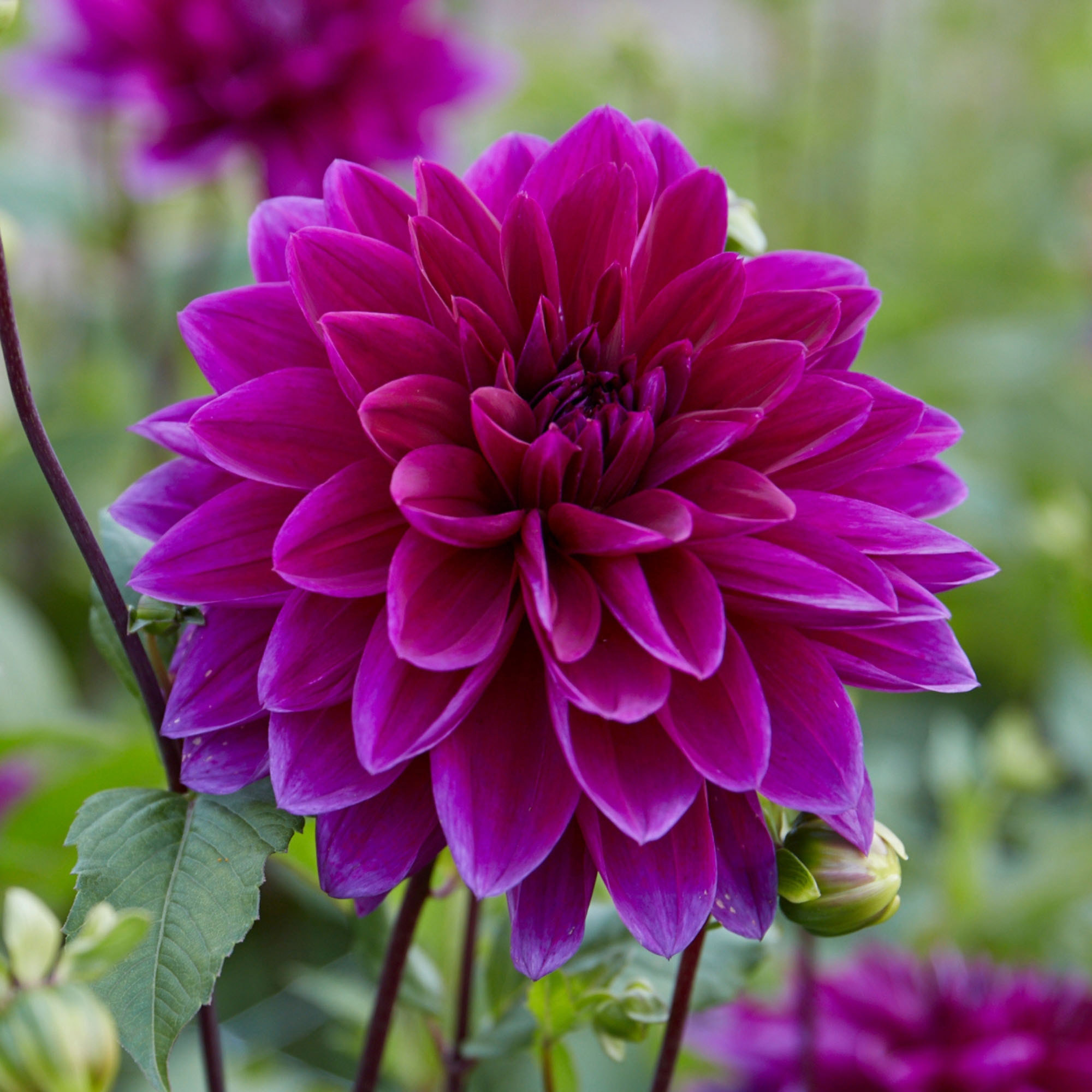 Enlarge Product Preview 4