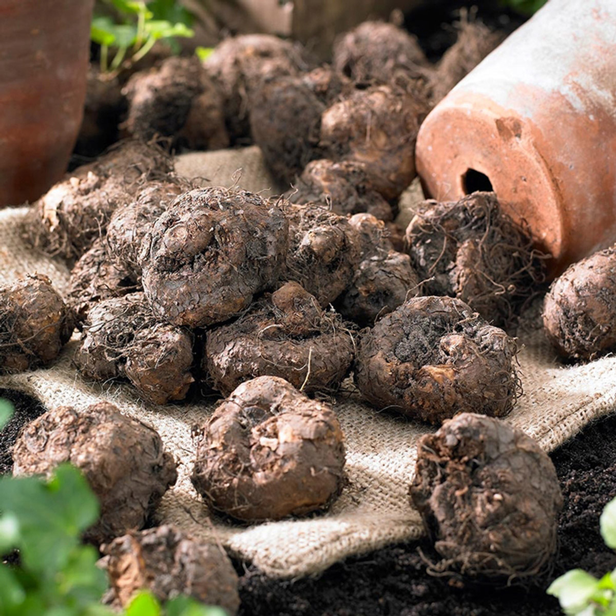 Enlarge Product Preview 5