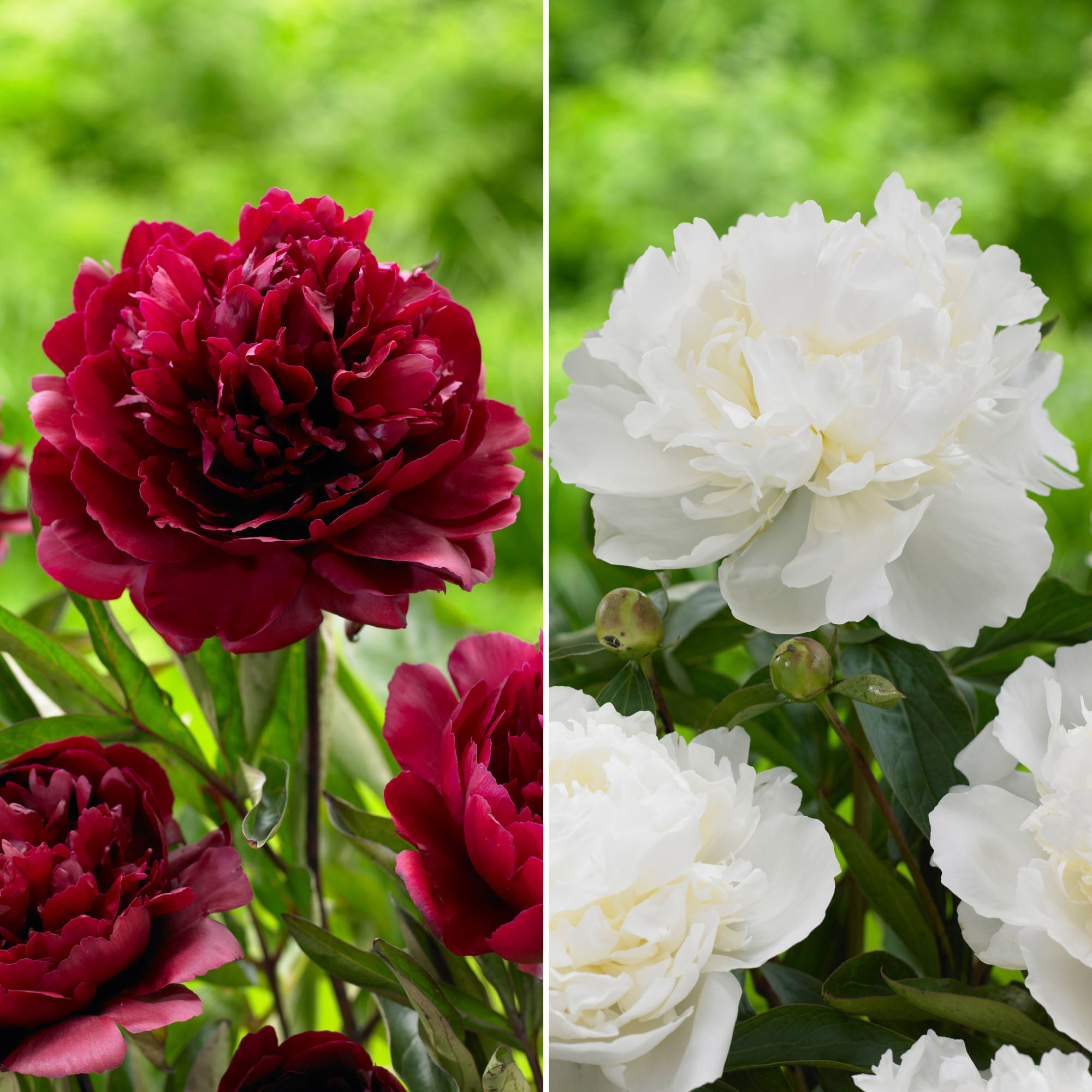 Enlarge Product Preview 2