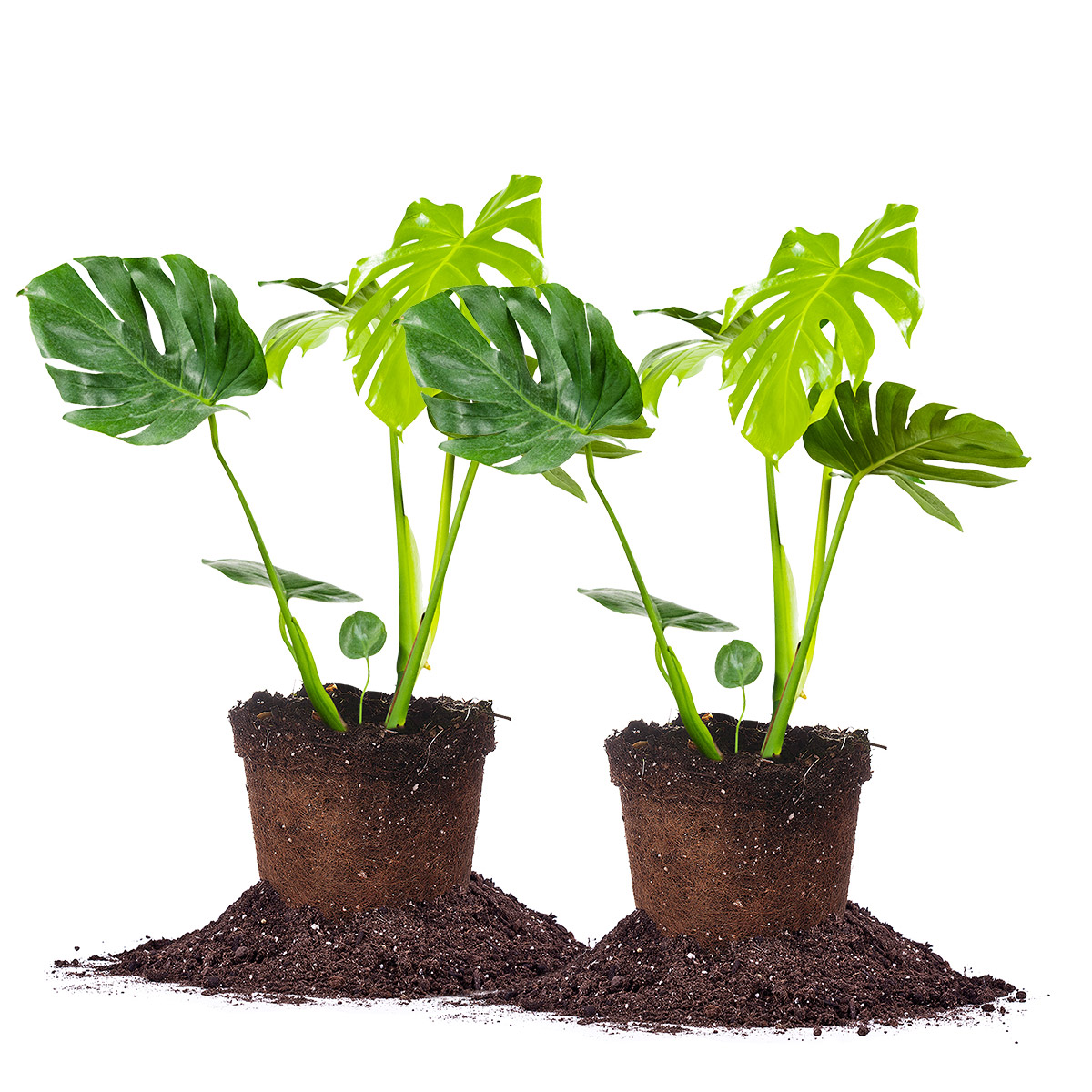 Enlarge Product Preview 2