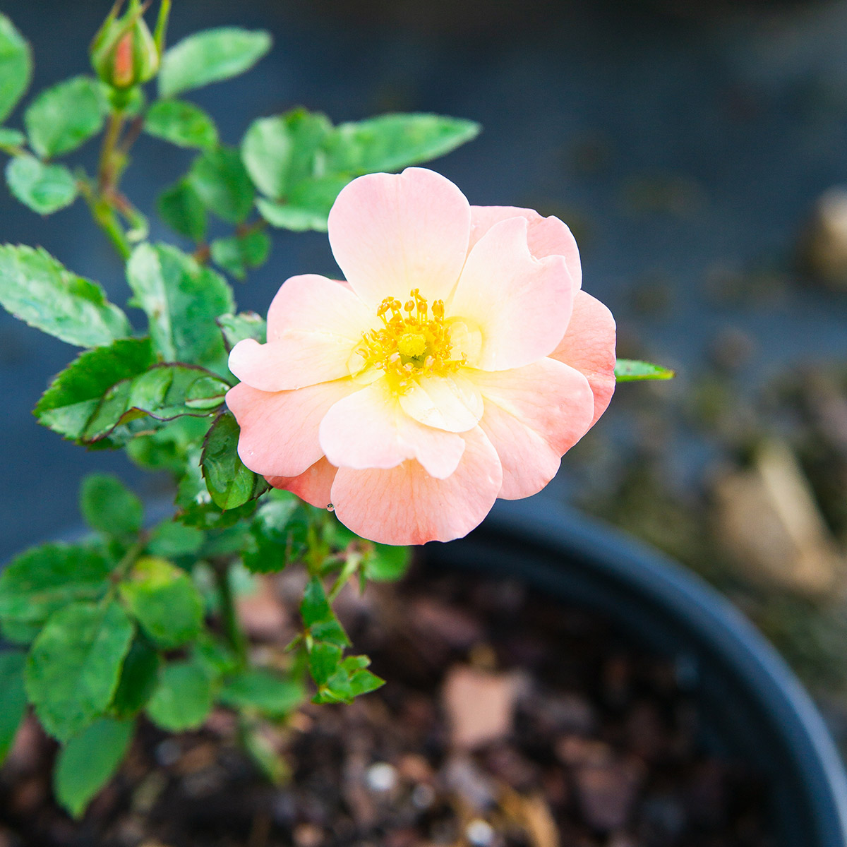 Enlarge Product Preview 3