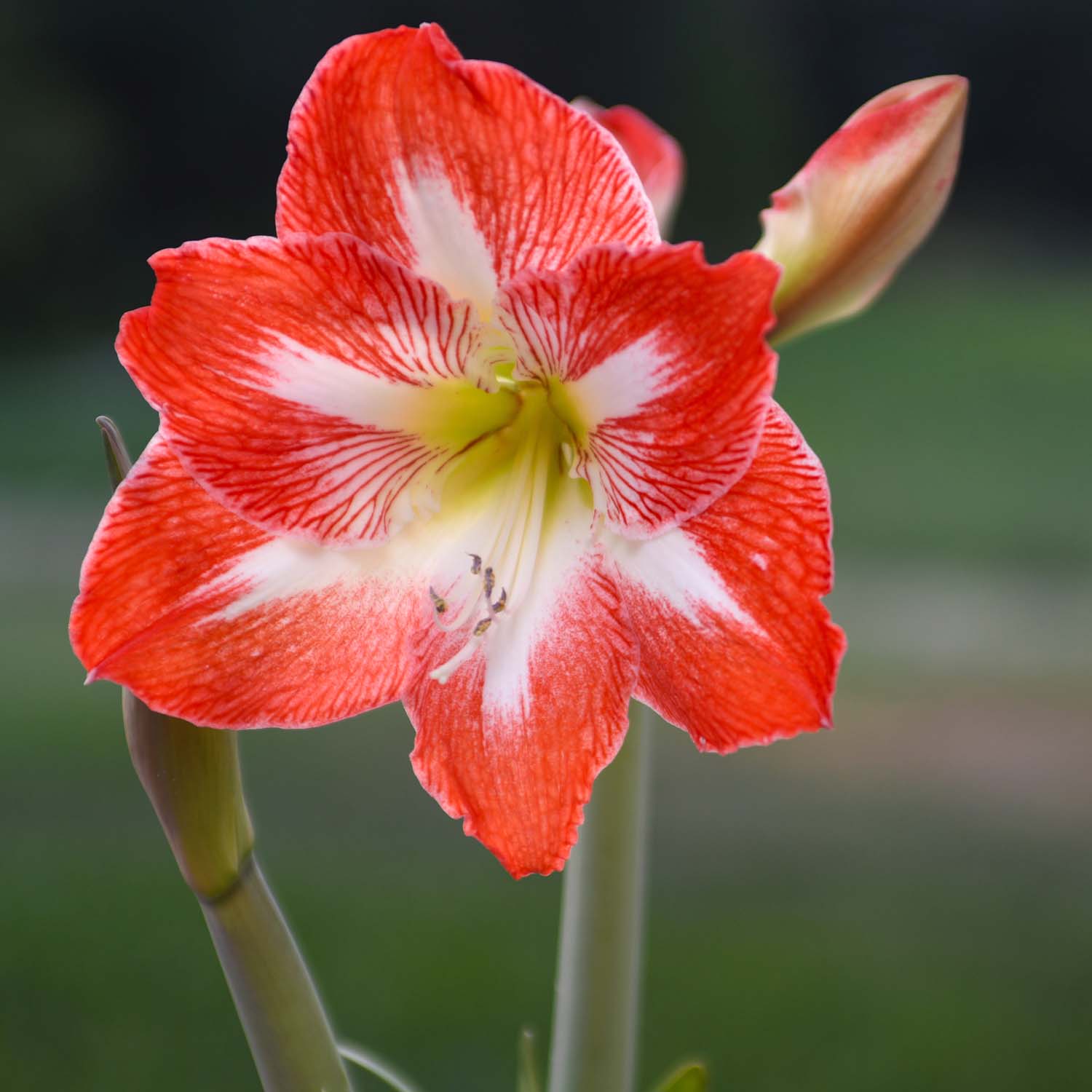 Enlarge Product Preview 3