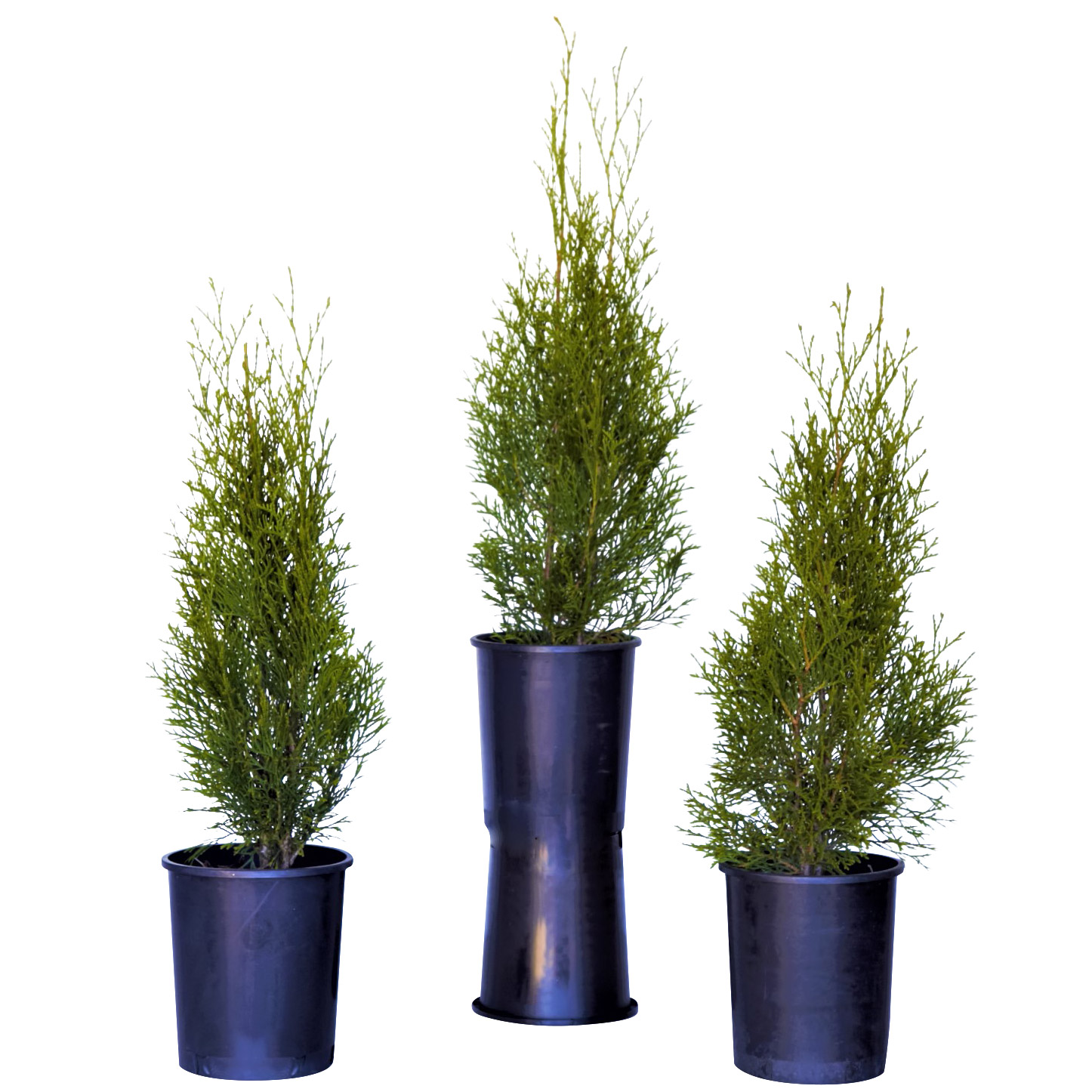 0.738 Gallon Emerald Green Arborvitae  3-pack