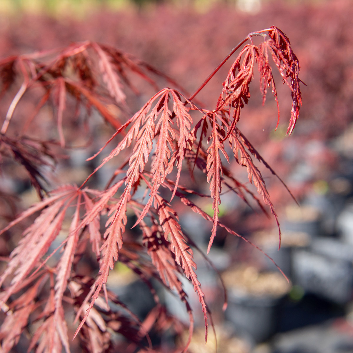 Enlarge Product Preview 2