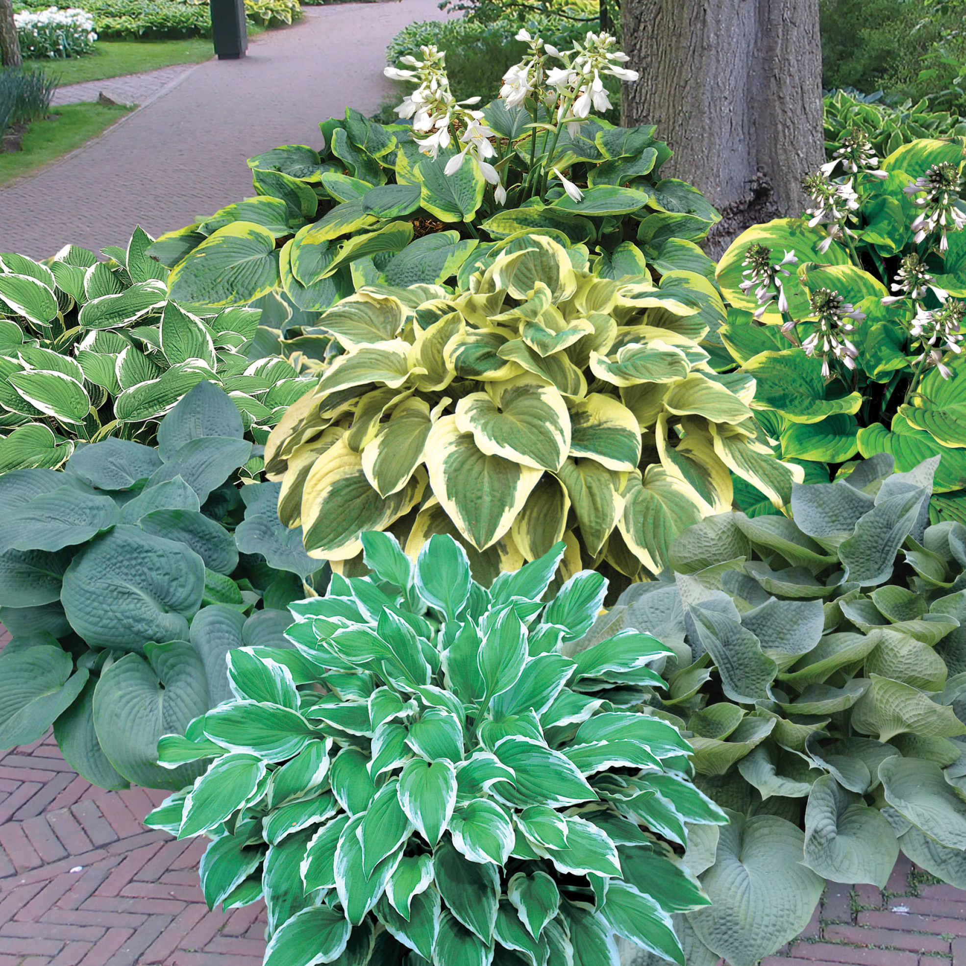 Horticana: Shady Spaces Hosta Garden