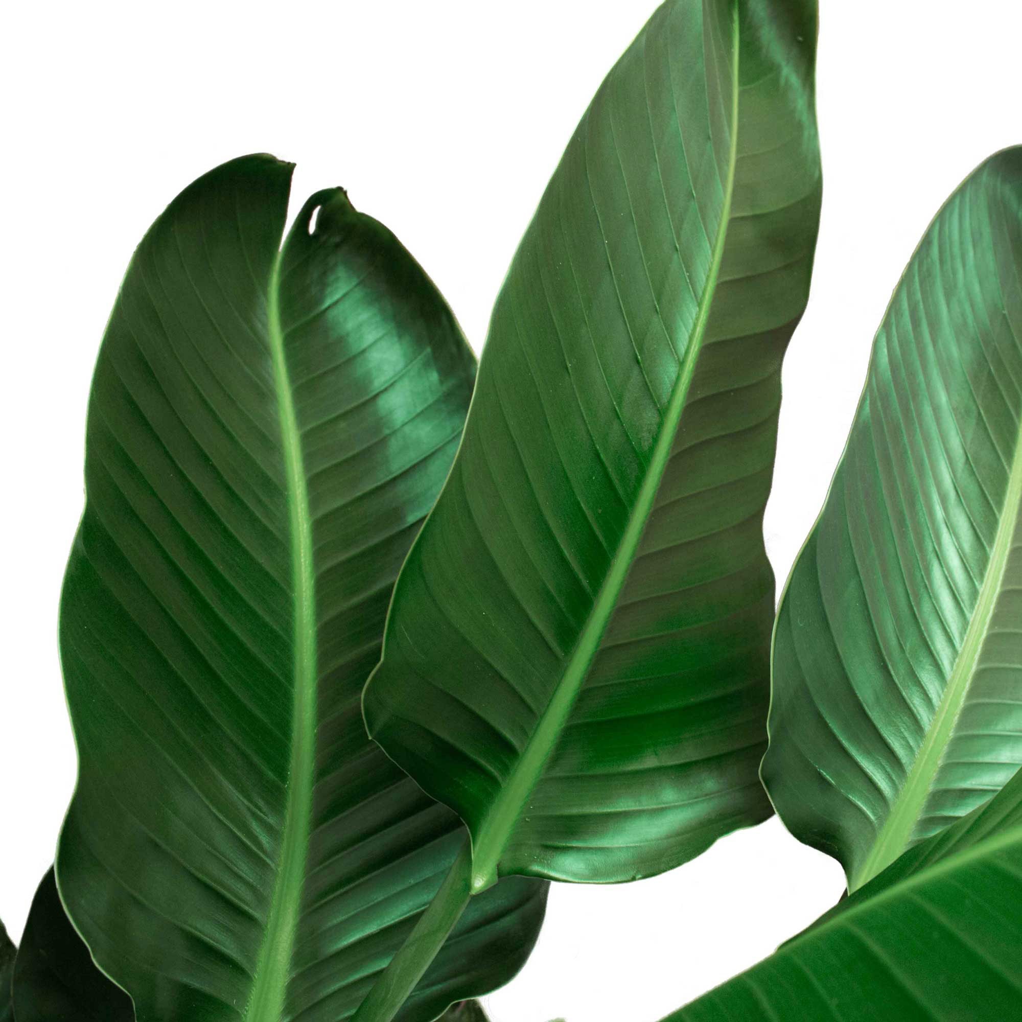 Enlarge Product Preview 4 Successfully Enriched by automation Job.