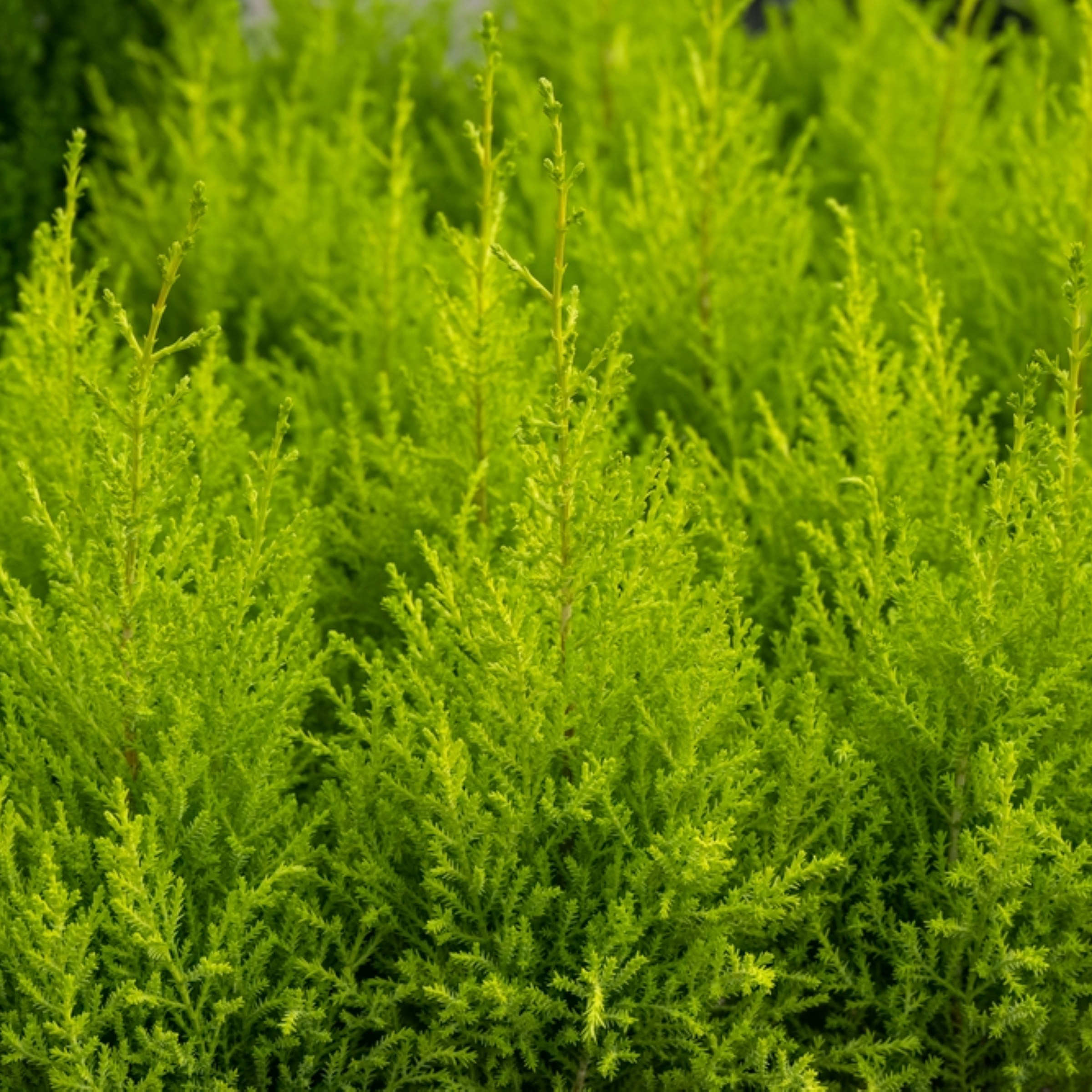 Lemon Cypress 'Goldcrest', 3-pack | Costco
