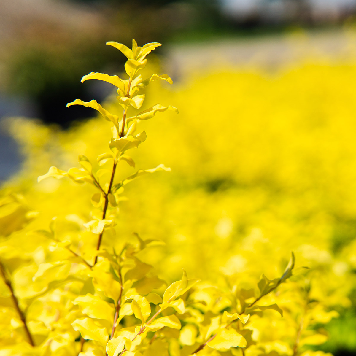 Enlarge Product Preview 5