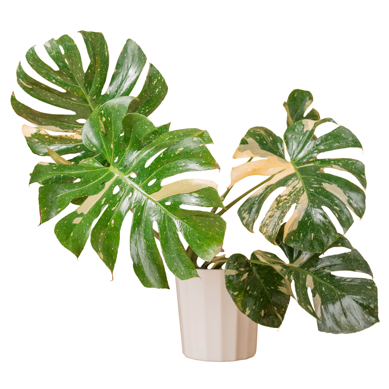 Costa Farms Monstera Thai Constellation Houseplant in Decor Planter | Costco