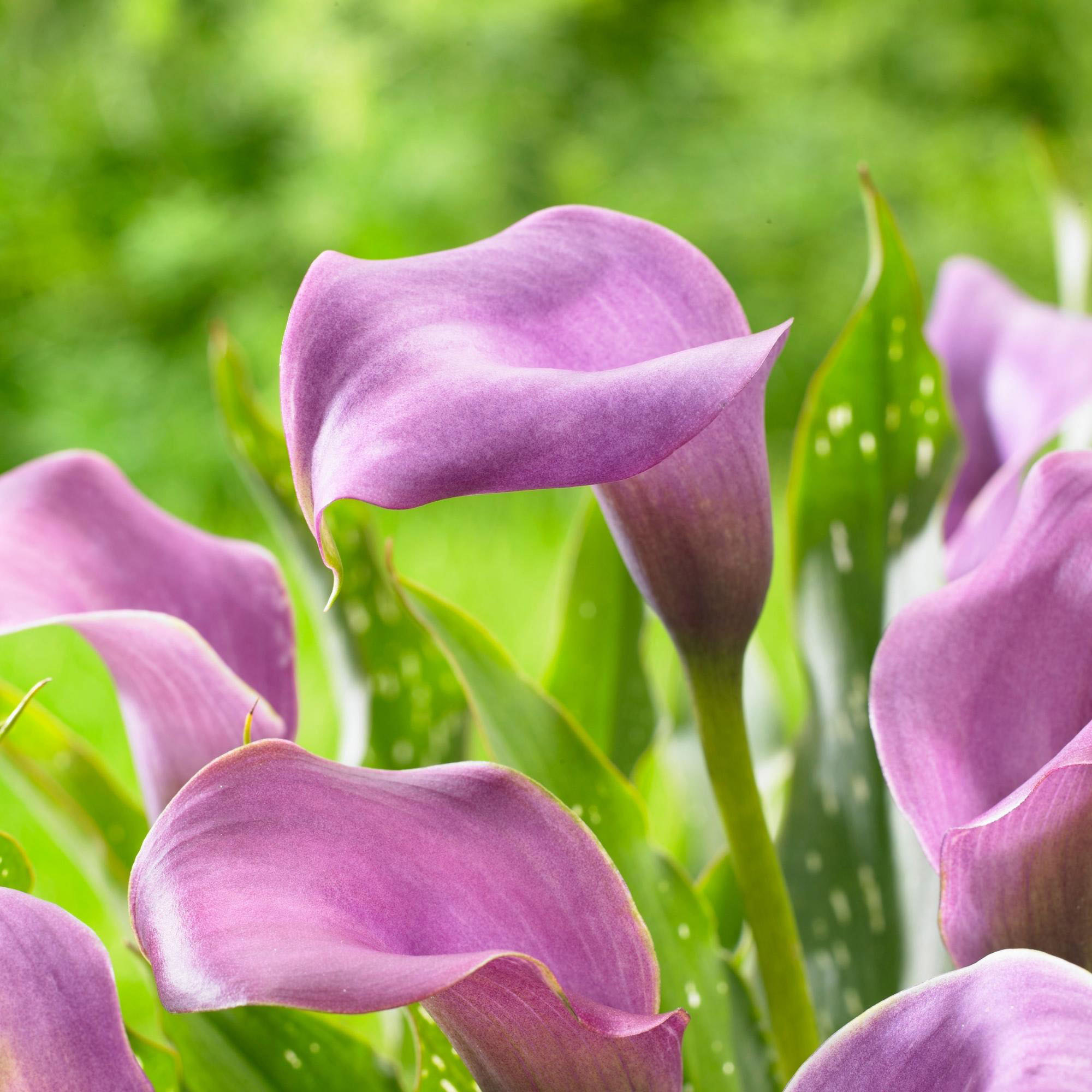 Enlarge Product Preview 2 Automation Job: Item or Product number could not be derived from the asset name.