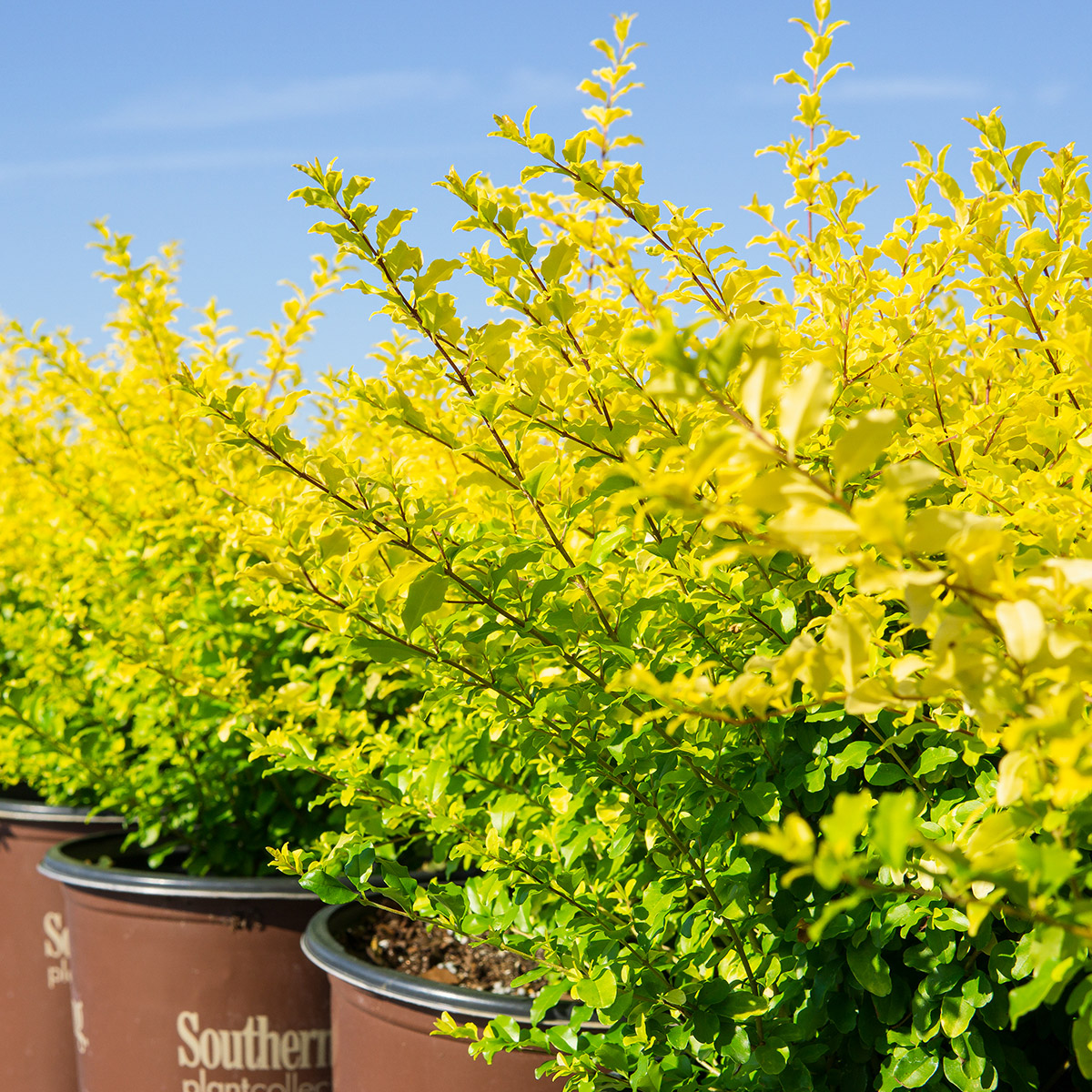 Enlarge Product Preview 4