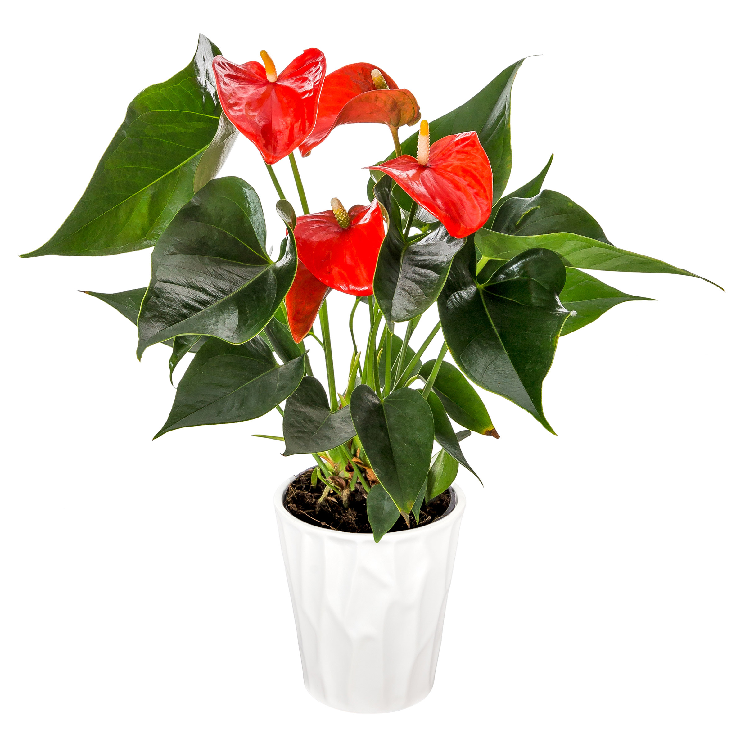 Anthurium in Ceramic Pot