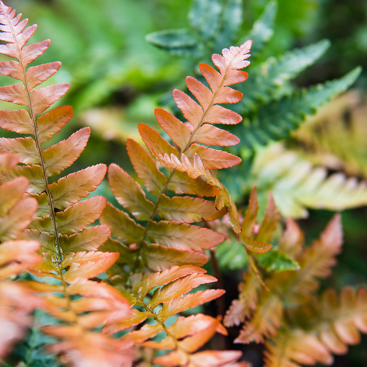 Enlarge Product Preview 4