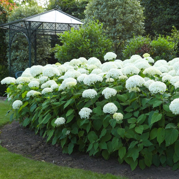 Hydrangea 'Annabelle' Flowering Shrub, 3 or 5 Pack, 18-24 Hydrangea 'Annabelle' Flowering Shrub, 3 or 5 Pack, 18-24