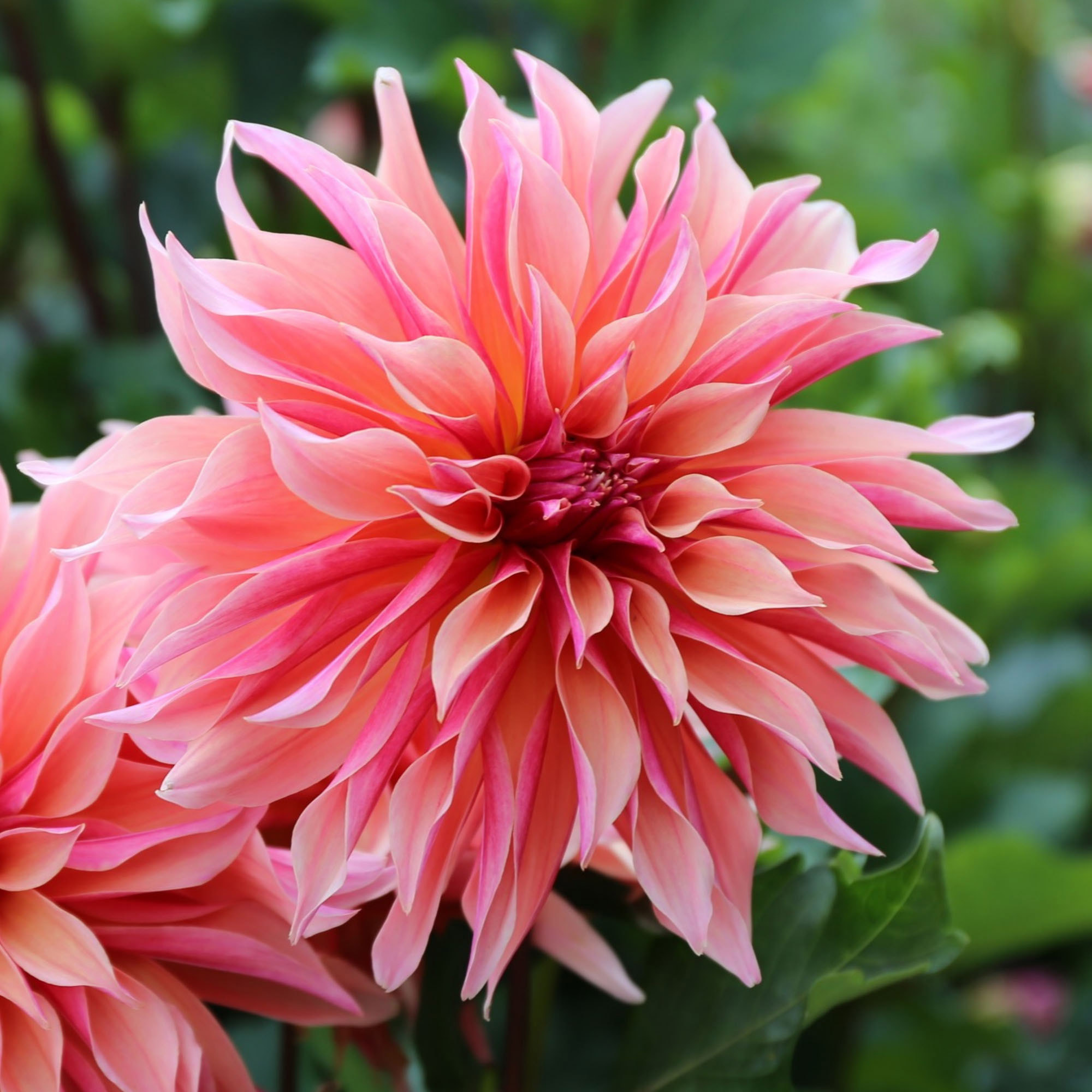 Longfield Gardens Dahlia Collections - Thumbnail 4
