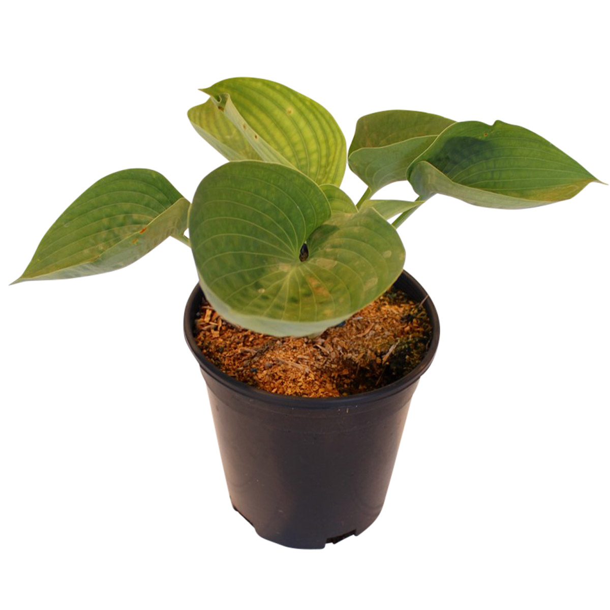 Enlarge Product Preview 3