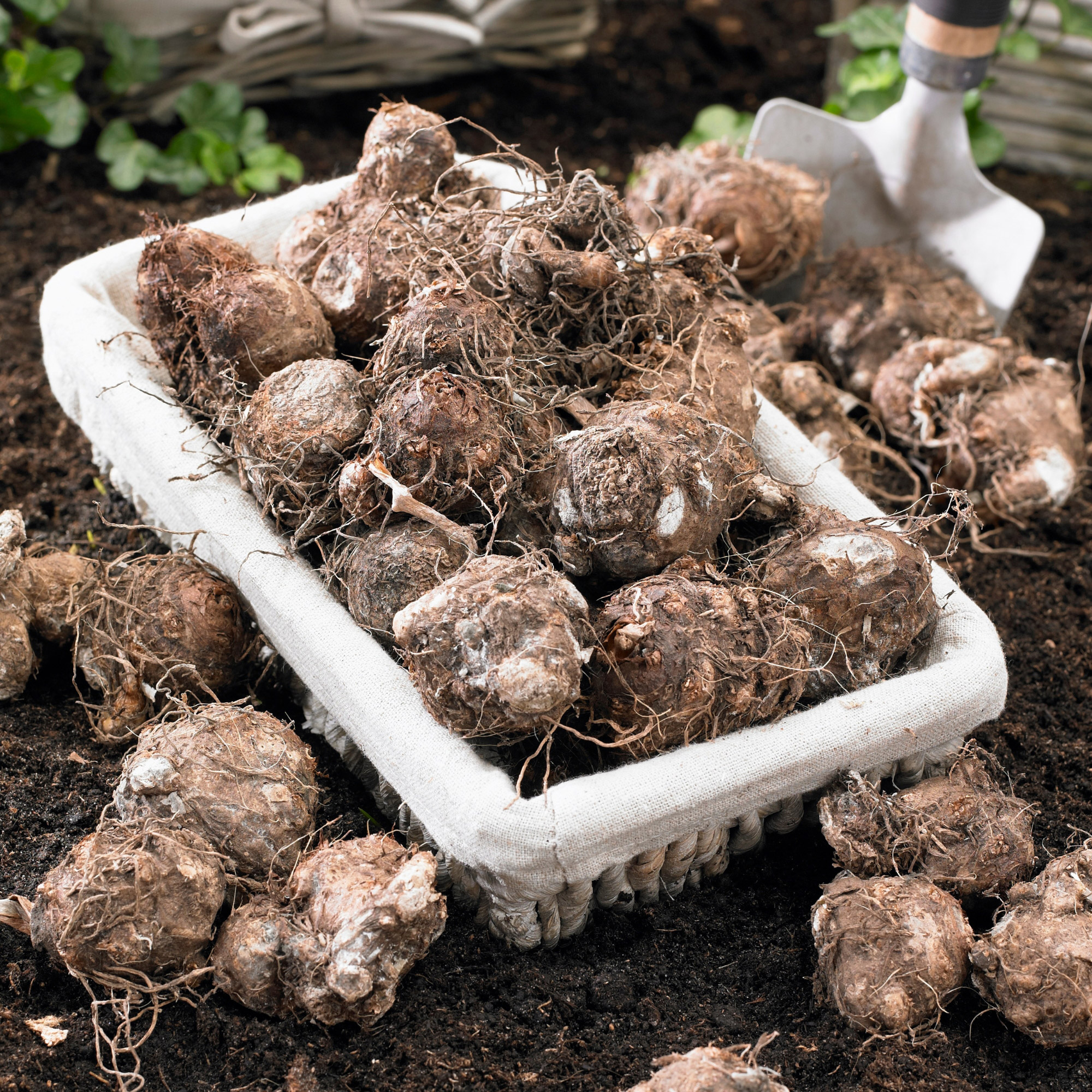 Enlarge Product Preview 4